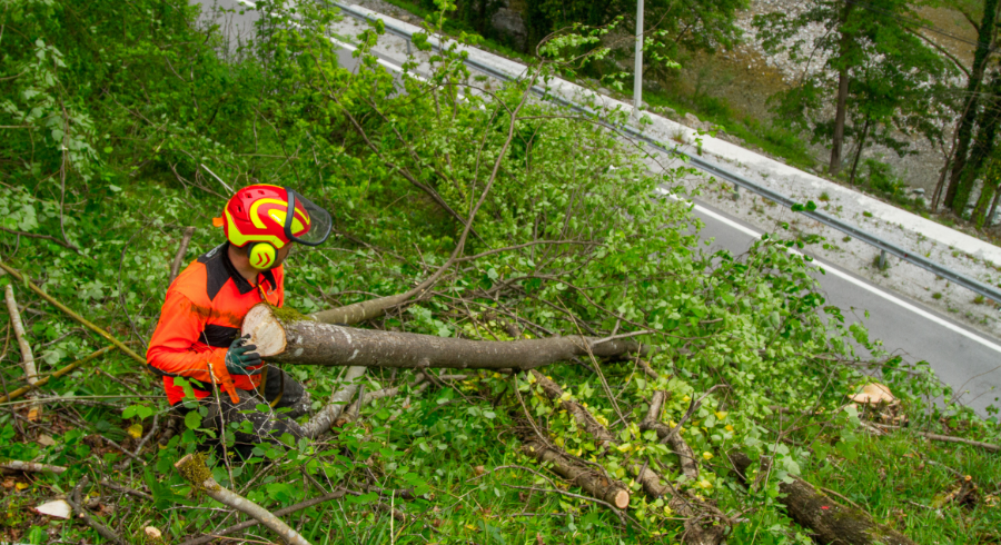 Zahtevna sečnja in spravilo lesa